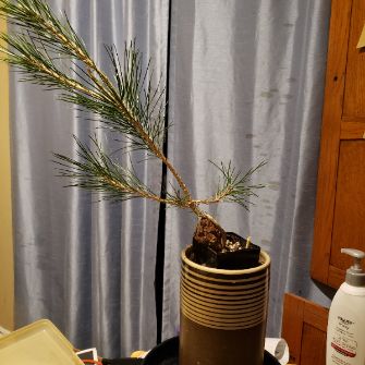 A demonstration photo of repotting a bonsai from the Pine species