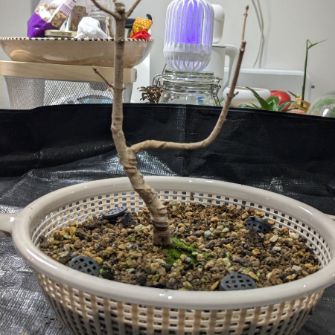 A demonstration photo of fertilizing a bonsai from the Field maple species