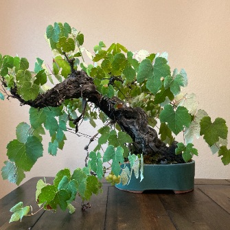 An exemplary photo of a Grape bonsai