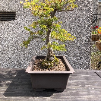 A demonstration photo of repotting a bonsai from the Fir species