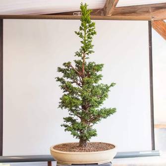 A demonstration photo of pruning a bonsai from the Japanese Cedar species