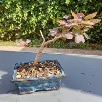An exemplary photo of a Smoke Tree bonsai