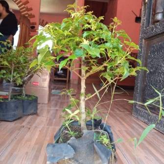 A demonstration photo of fertilizing a bonsai from the Liquidamber species