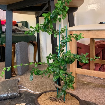 A demonstration photo of repotting a bonsai from the Carmona species