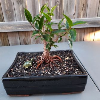 An exemplary photo of a Fuchsia bonsai
