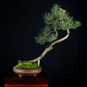 An exemplary photo of a Pine bonsai