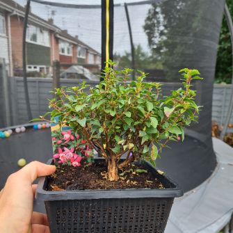 A demonstration photo of pruning a bonsai from the Fuchsia species