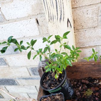 A demonstration photo of placement a bonsai from the Serissa species