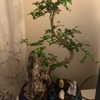 A demonstration photo of watering a bonsai from the Carmona species