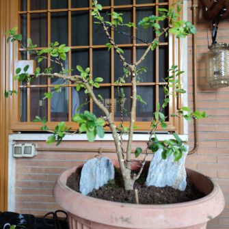 A demonstration photo of placement a bonsai from the Ligustrum species