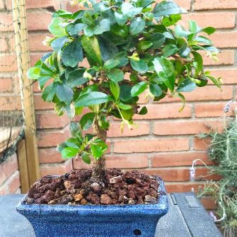 A demonstration photo of pruning a bonsai from the Carmona species