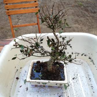 A demonstration photo of placement a bonsai from the Buxus species