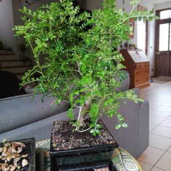 A demonstration photo of watering a bonsai from the Chinese pepper species
