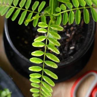 A demonstration photo of repotting a bonsai from the Flame Tree species