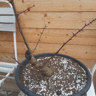 A demonstration photo of repotting a bonsai from the False Acacia species