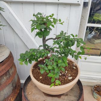 A demonstration photo of pruning a bonsai from the Cherry blossom species