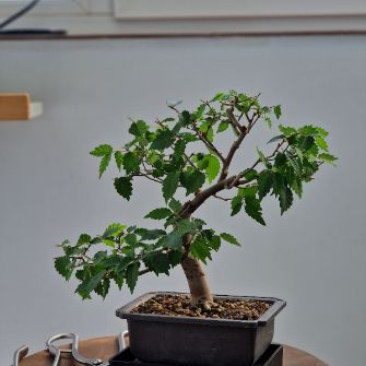 A demonstration photo of fertilizing a bonsai from the Zelkova species