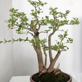 A demonstration photo of repotting a bonsai from the Ligustrum species