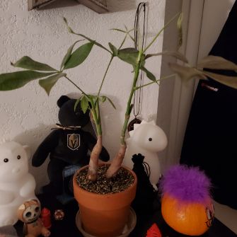 A demonstration photo of placement a bonsai from the Money Tree species