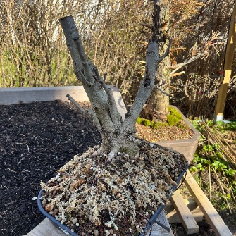 A demonstration photo of repotting a bonsai from the Rowan species