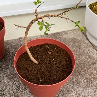 A demonstration photo of pruning a bonsai from the Myrtle species