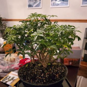 A demonstration photo of watering a bonsai from the Umbrella Tree species