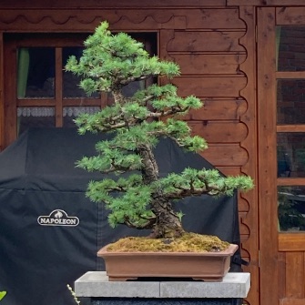 A demonstration photo of placement a bonsai from the Larch species