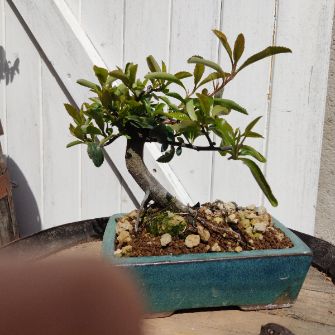 A demonstration photo of fertilizing a bonsai from the Firethorn species