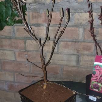 A demonstration photo of placement a bonsai from the Magnolia species