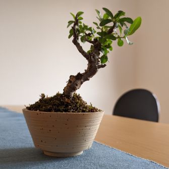 A demonstration photo of repotting a bonsai from the Firethorn species