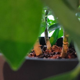 A demonstration photo of repotting a bonsai from the Umbrella Tree species