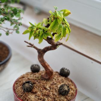 An exemplary photo of a Azalea bonsai