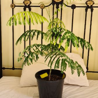An exemplary photo of a Flame Tree bonsai