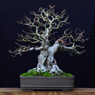A demonstration photo of pruning a bonsai from the Field maple species