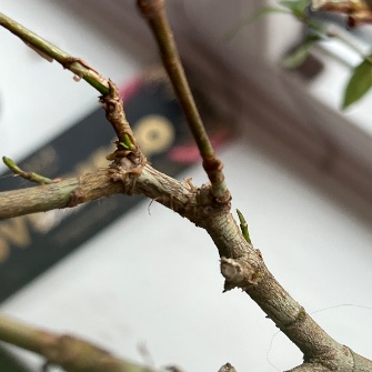 A demonstration photo of pruning a bonsai from the Gardenia species