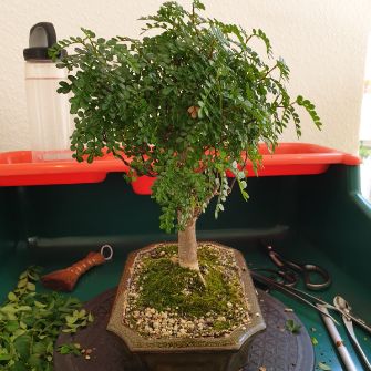 A demonstration photo of fertilizing a bonsai from the Chinese pepper species