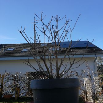 A demonstration photo of pruning a bonsai from the Enkianthus species