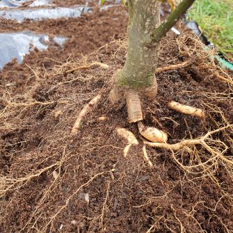 A demonstration photo of pruning a bonsai from the Liquidamber species