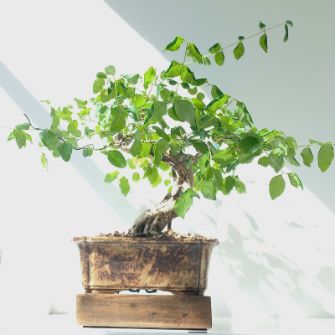 An exemplary photo of a Ligustrum bonsai