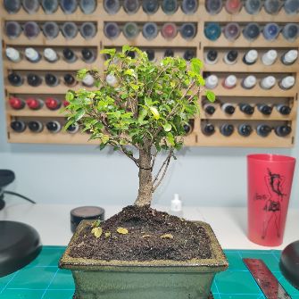 A demonstration photo of pruning a bonsai from the Sageretia Theezans species