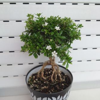 A demonstration photo of pruning a bonsai from the Serissa species