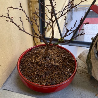 A demonstration photo of repotting a bonsai from the Barberry species