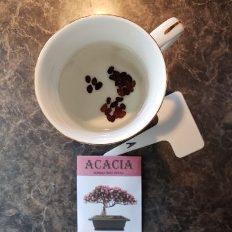 A demonstration photo of watering a bonsai from the False Acacia species