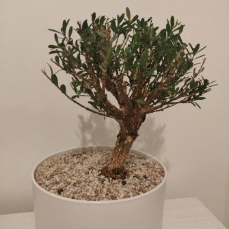 A demonstration photo of watering a bonsai from the Buxus species