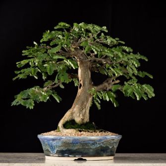 An exemplary photo of a Brazilian rain tree bonsai