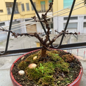 A demonstration photo of pruning a bonsai from the Barberry species
