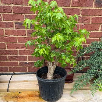 An exemplary photo of a Trident maple bonsai