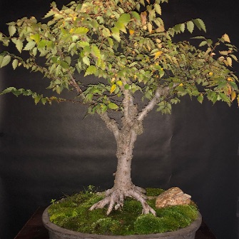 An exemplary photo of a Zelkova bonsai