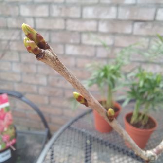 A demonstration photo of fertilizing a bonsai from the Cherry blossom species