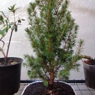 A demonstration photo of fertilizing a bonsai from the Serissa species